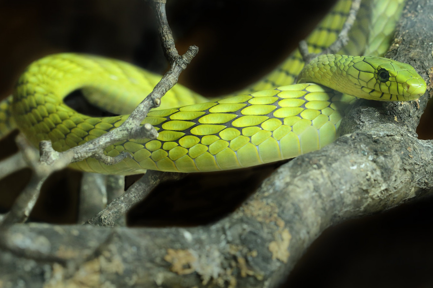 Dendroaspis Polylepis Viridis Jamesoni Angusticeps Intermedius