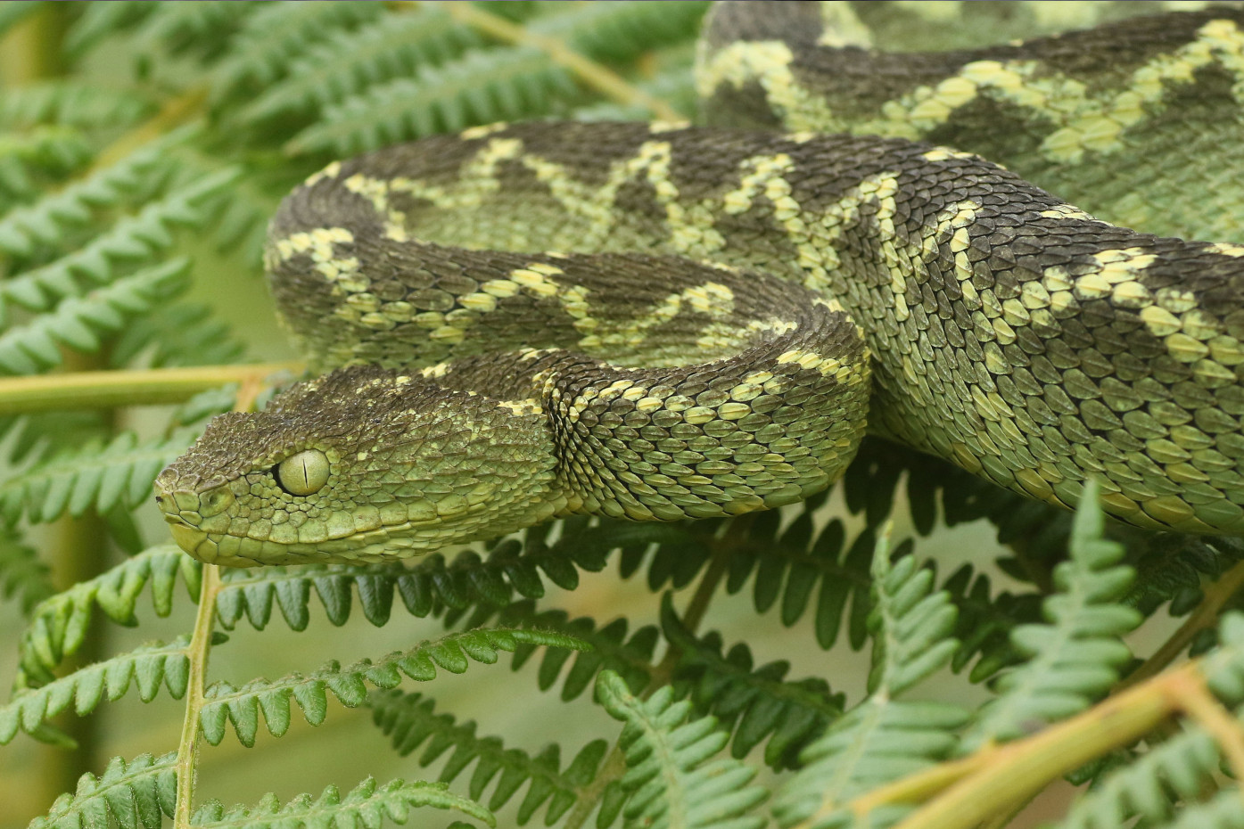 Atheris rungweensis Vipère des buissons du Rungwe ou Vipère des